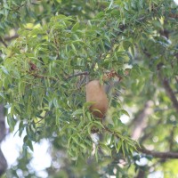 Swietenia mahagoni (L.) Jacq.